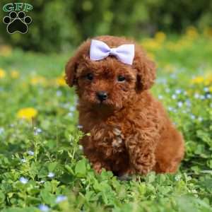 Precious, Cavapoo Puppy